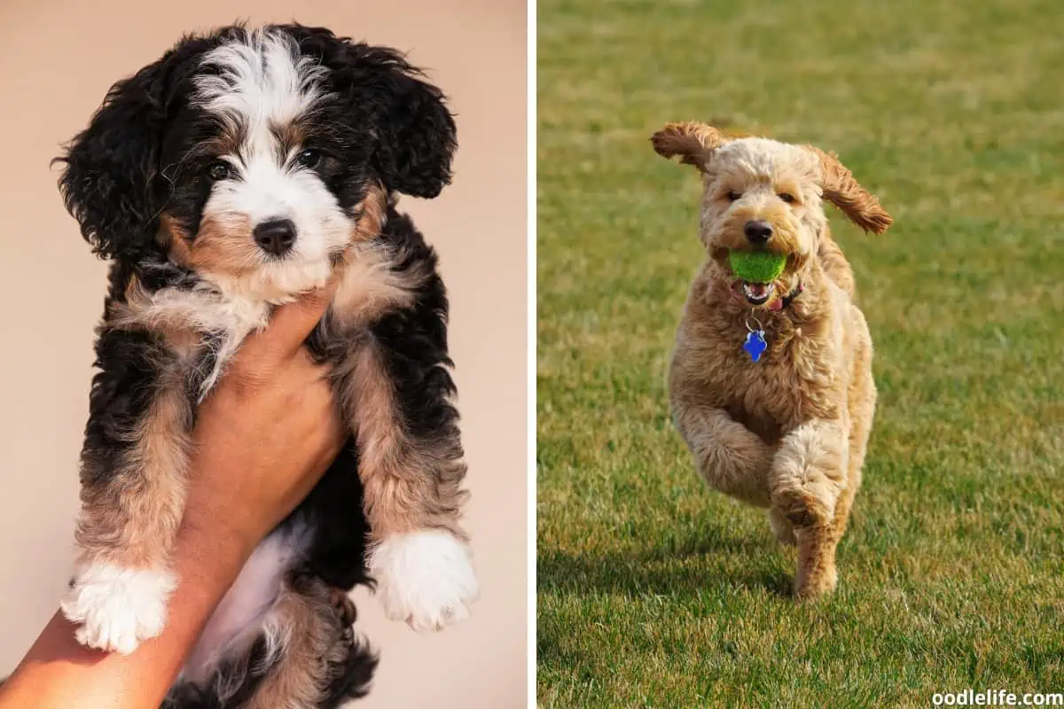 Right from the beginning Bernedoodles and Goldendoodles are active