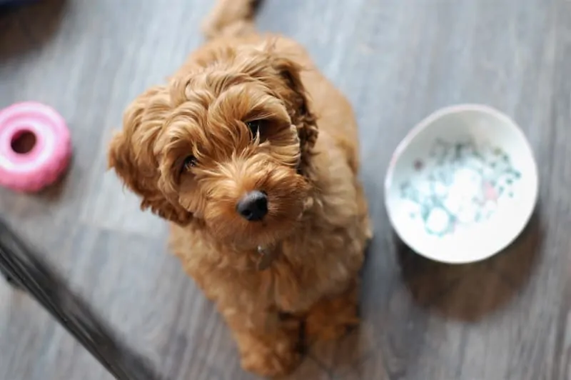 a cute Labradoodle puppy looks up at the camera