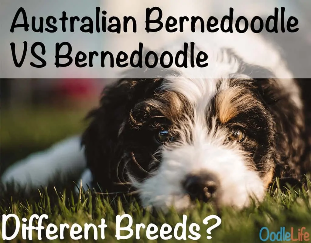 Australian Bernedoodle Vs Bernedoodle differences in breeds