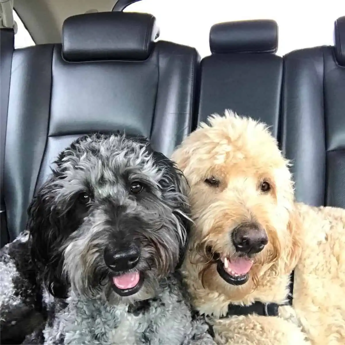 Bernedoodle and Goldendoodle friends