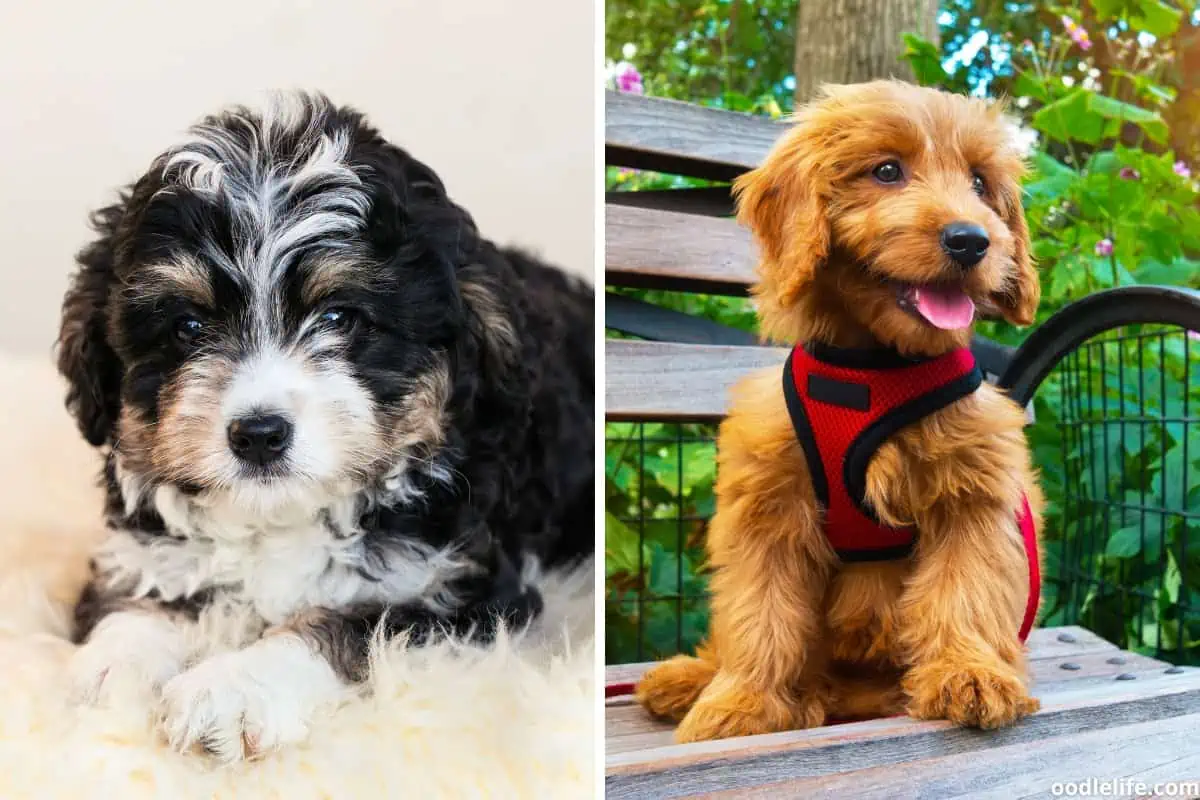Bernedoodle and Goldendoodle puppies are expensive crossbreeds to adopt
