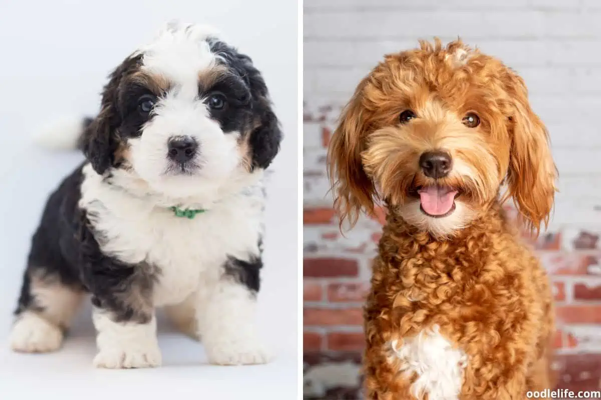 Size matters! Bernedoodle and Goldendoodle puppies grow big, quickly