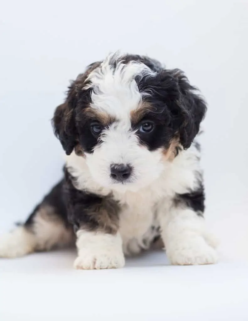 black white and rust color of a bernedoodle puppy coat