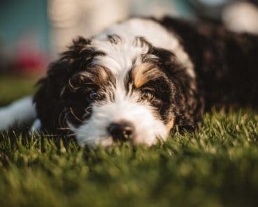 mini bernedoodle breeder near me