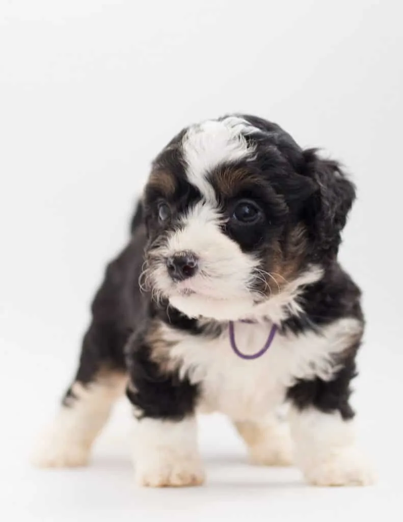 a very small bernedoodle puppy