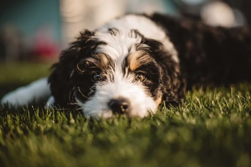 a small bernedoodle puppy lies in the grass