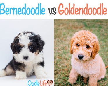 Bernedoodle Vs Goldendoodle: The Definitive Guide