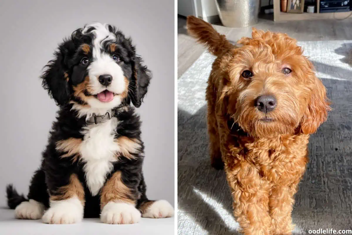 Striking coat colors of Goldendoodle and Bernedoodle puppies