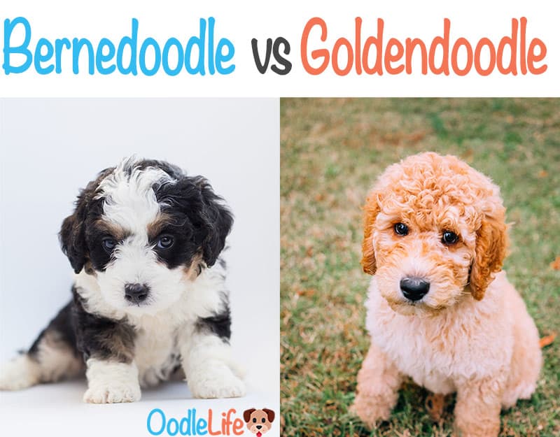 goldendoodle and bernese mountain dog