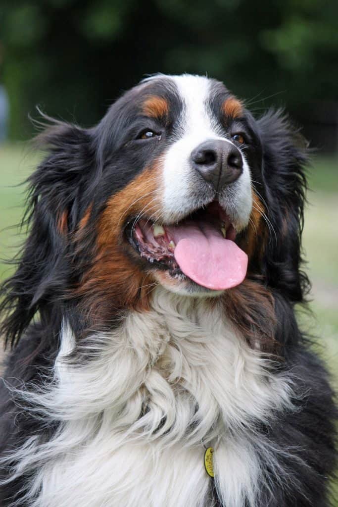 The Bernese Mountain Dog has striking tricolour markings of Jet Black, Clear White and Rust. It is a stoic and sturdy dog with friendliness and loyalty.