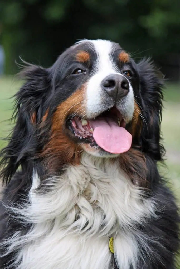 tricolour Bernese mountain dog markings