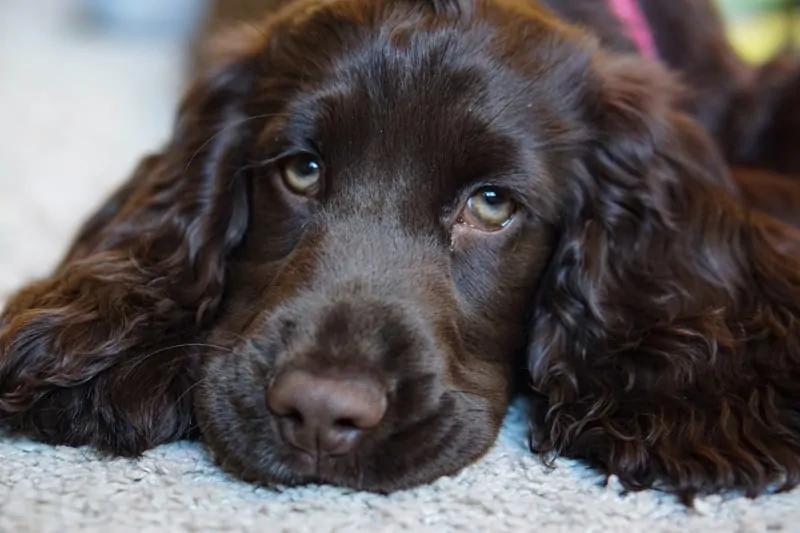 the sad eyes of a cocker spaniel