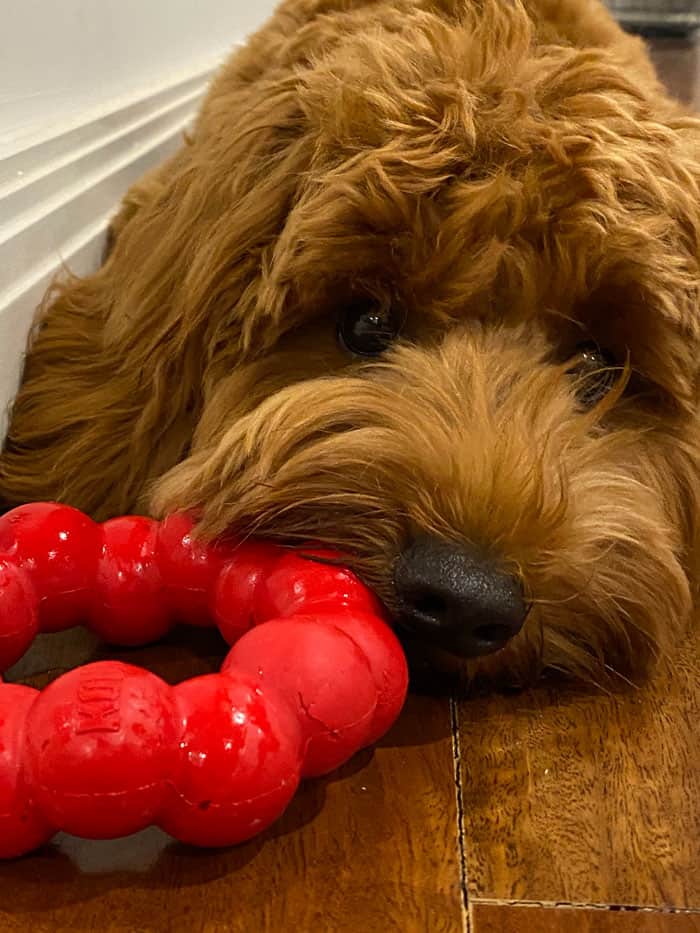The Number 1 TOUGH Labradoodle chew toy for puppies - A complete review 3