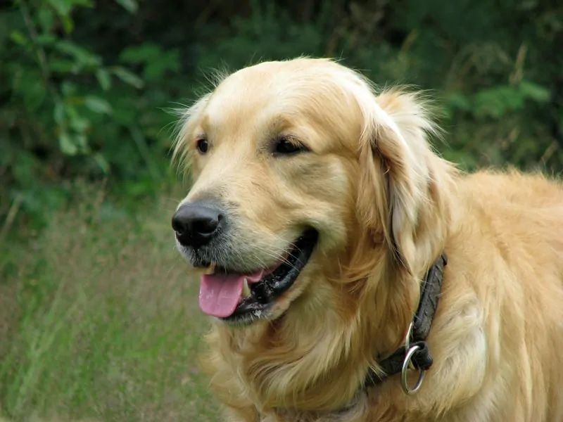 Golden Retriever smiling