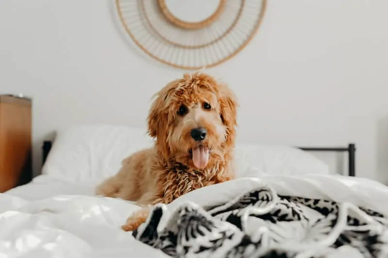 a goldendoodle laying on a bed