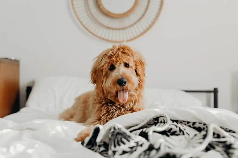 adult goldendoodle