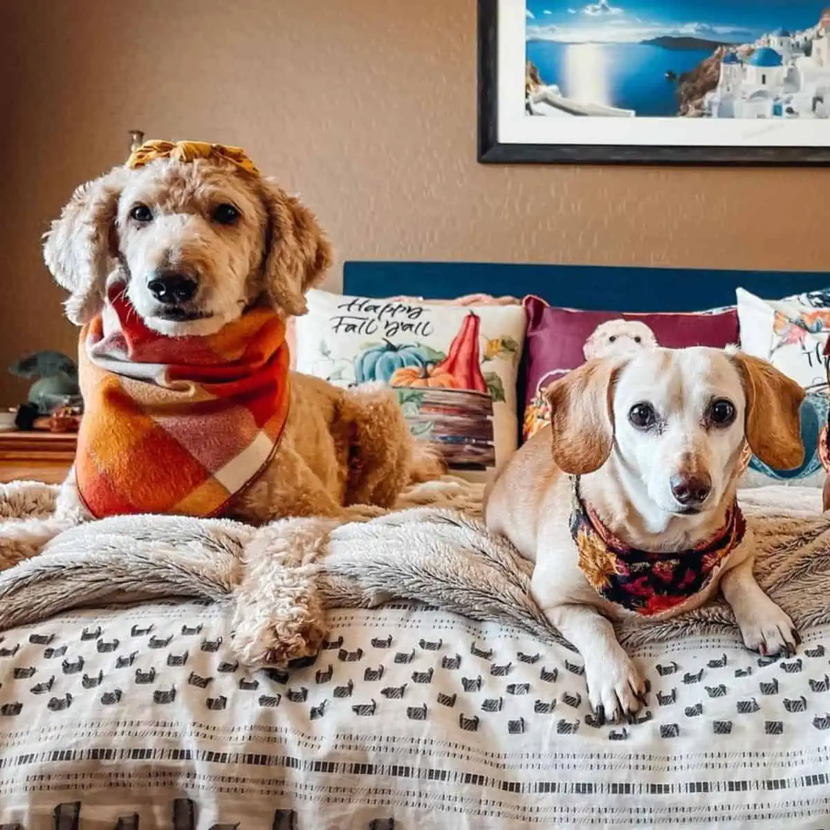 Goldendoodle bonding with friend