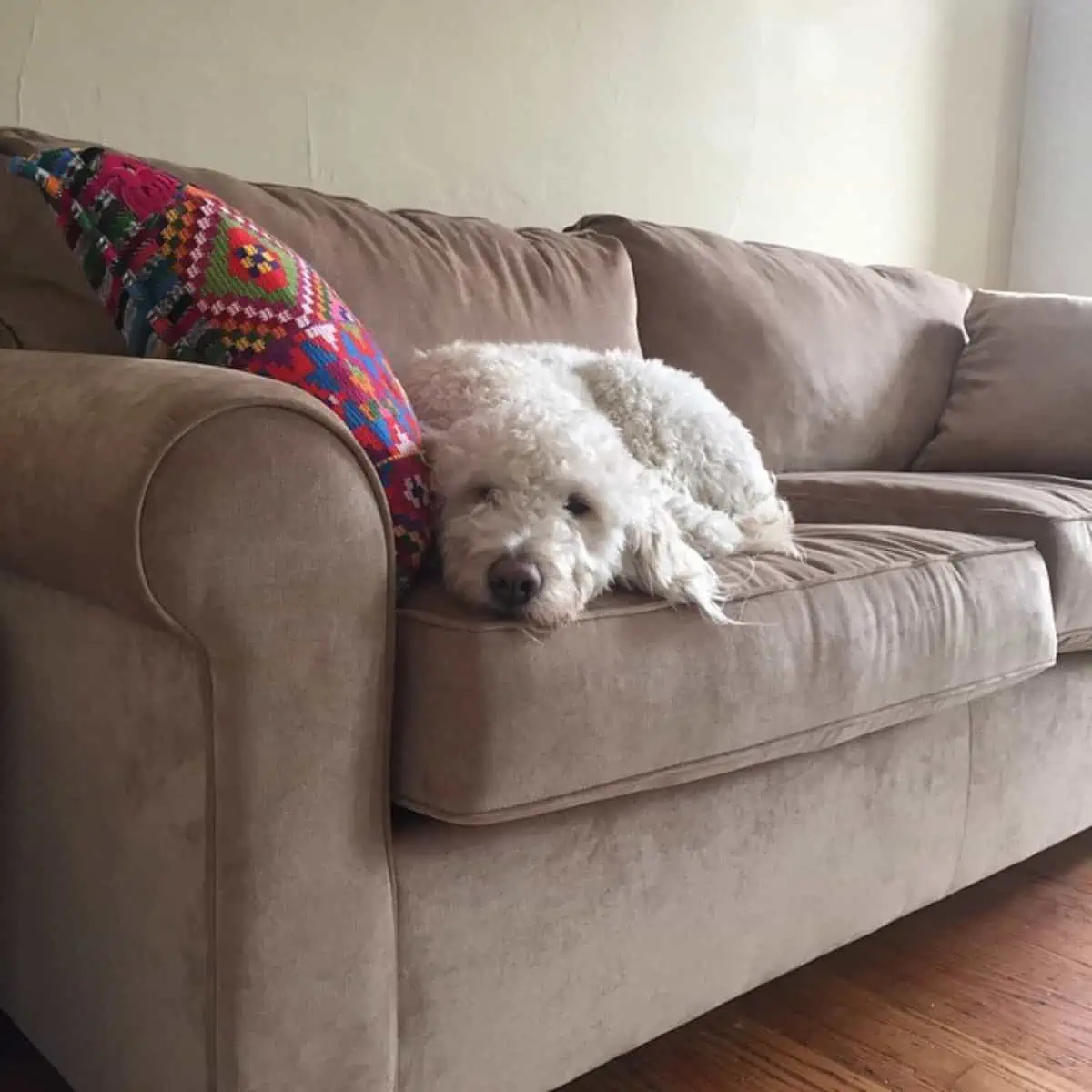 Goldendoodle feeling lonely