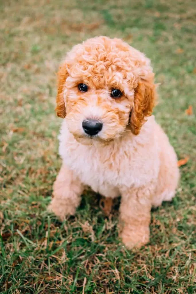 a Goldendoodle puppy siting on grass outdoors