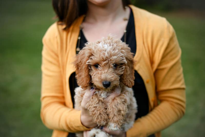 a teacup sized goldendoodle puppy being held by a woman