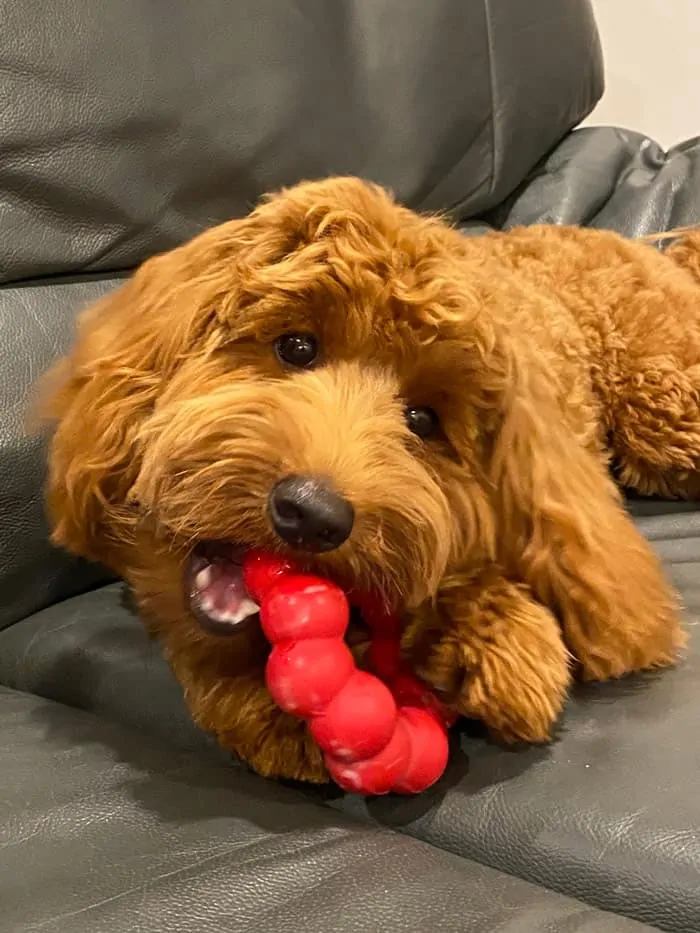 labradoodle puppy chew on a toy