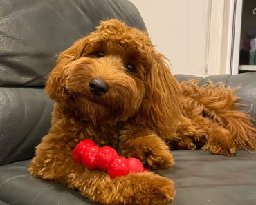 Labradoodle Puppy Chew Toy Kong