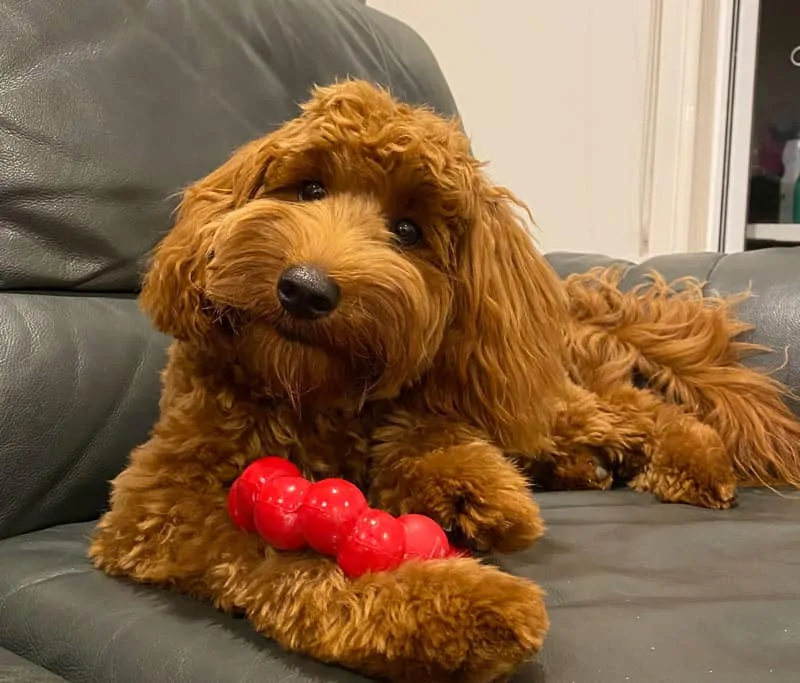 Labradoodle Puppy Chew Toy Kong
