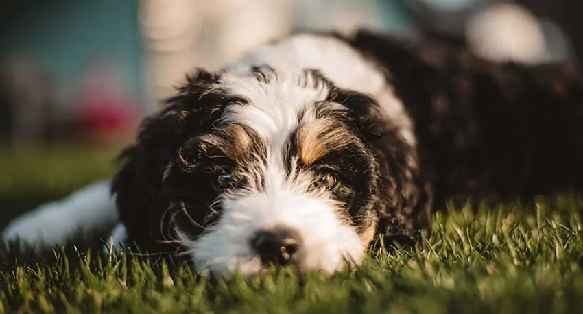 a small bernedoodles puppy laying in the grass