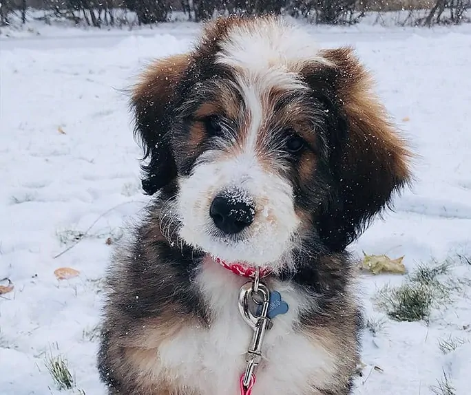 a bernedoodle dog in the snow