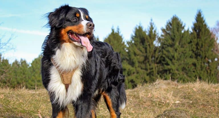 21 Best Big Dog Names [Actually Good]