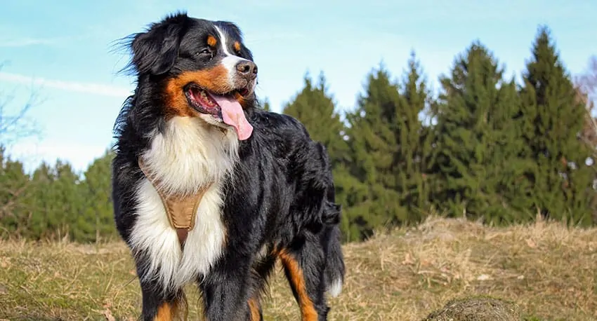 the tri color coat of a bernese mountain dog adult