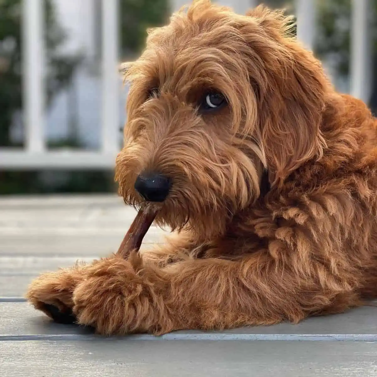 bully stick for Goldendoodle