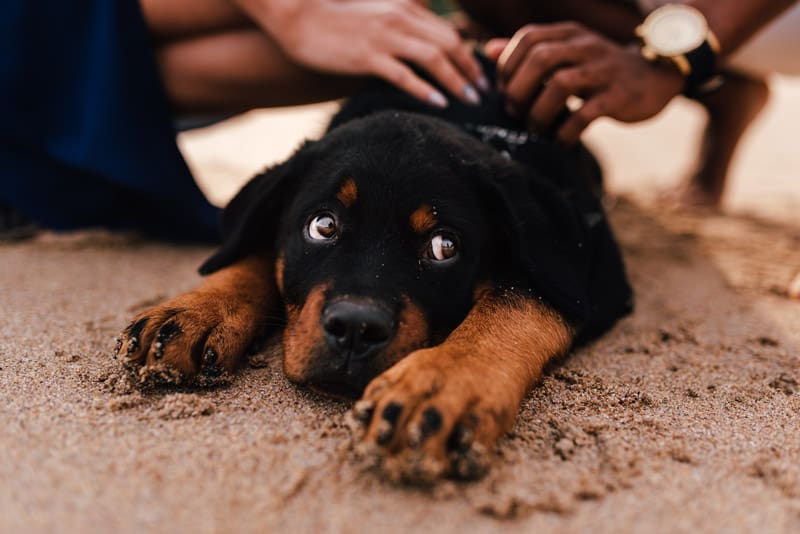 puppy beach trip