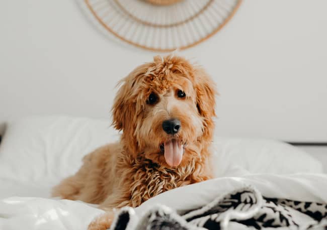 how often should a goldendoodle be groomed