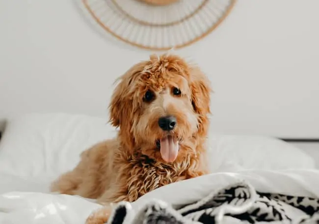 goldendoodle barking