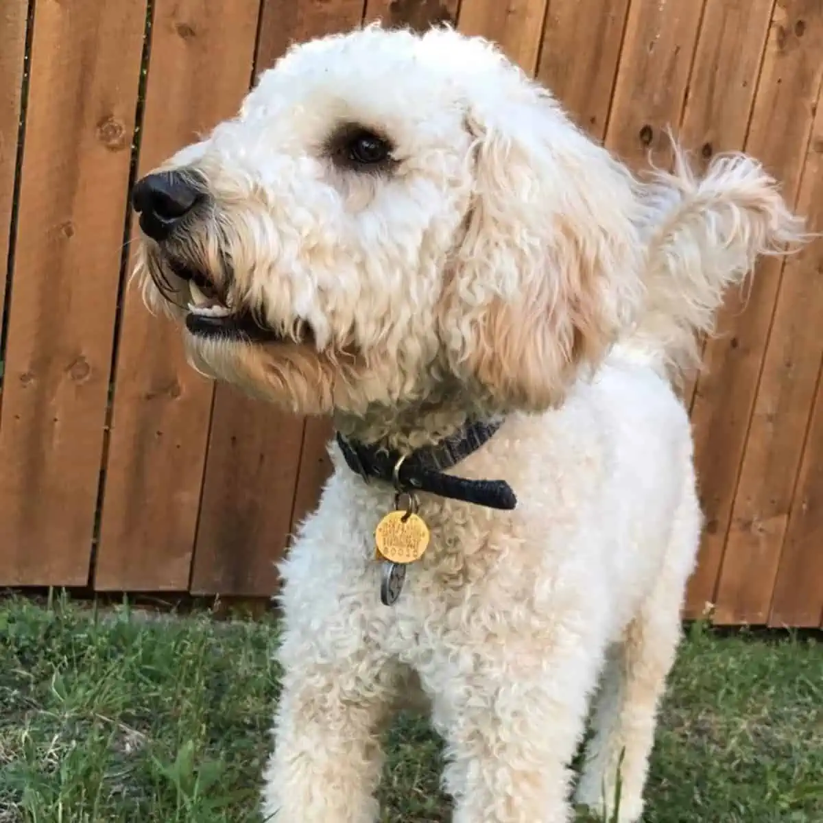 Goldendoodle about to bark