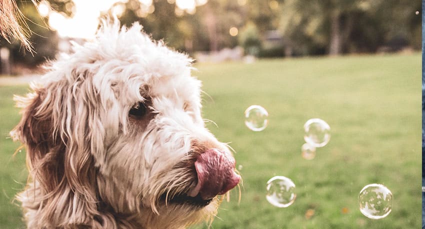 goldendoodles part of the family