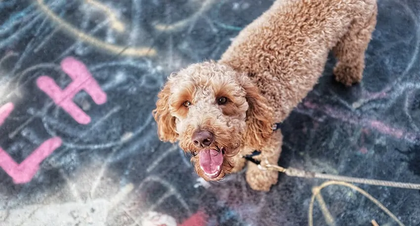 cut goldendoodle dog