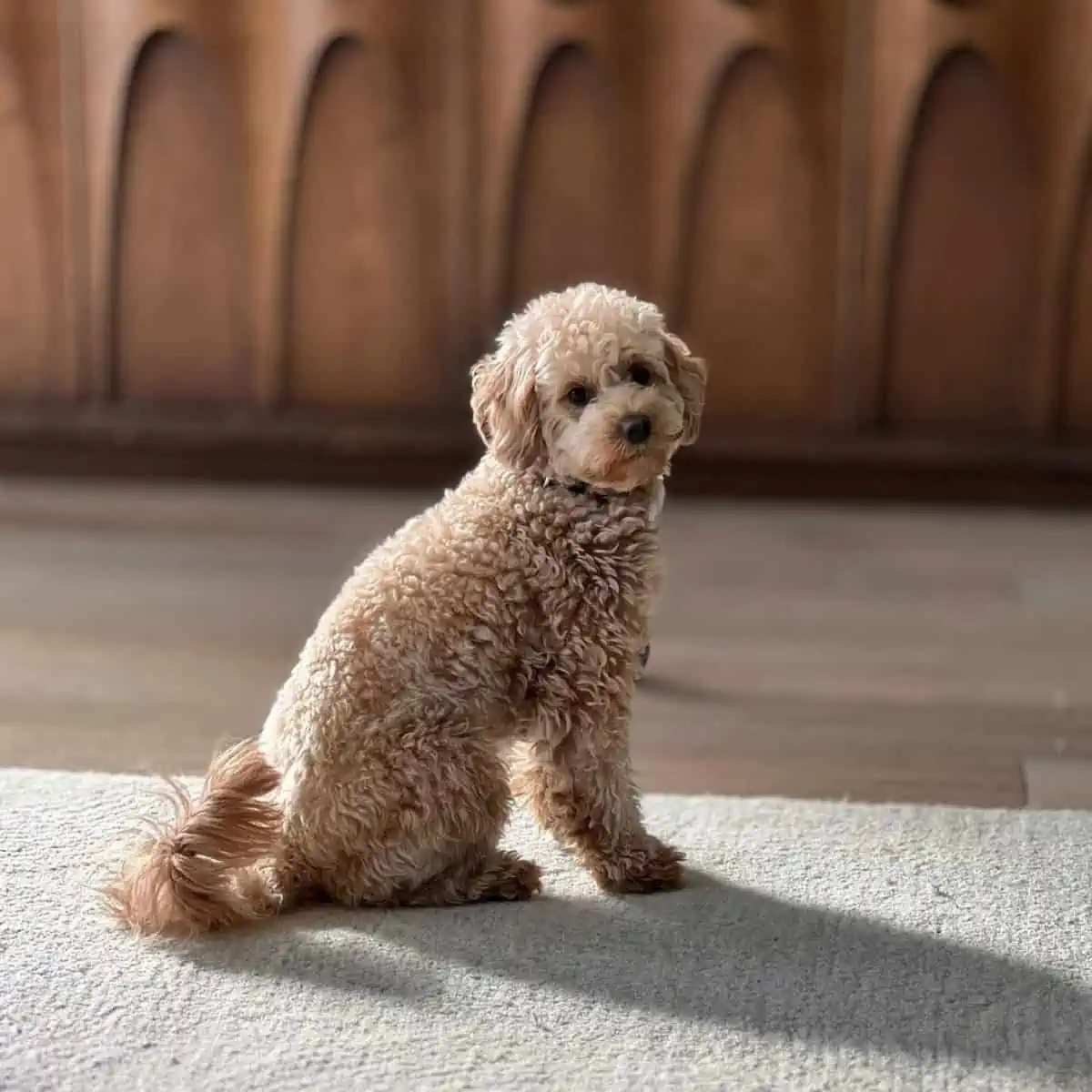 Goldendoodle heard the ring