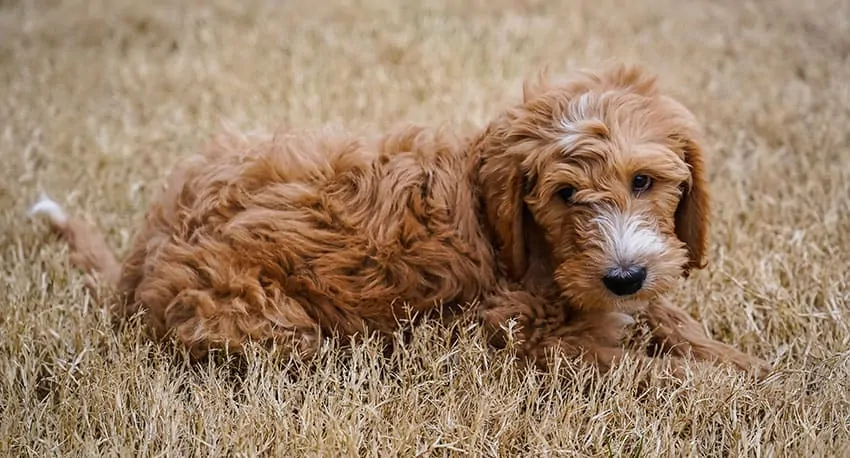 What Color Are Goldendoodles (with photos) Coat Color Guide 2