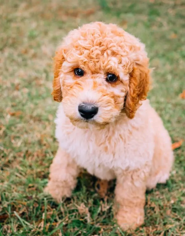 Toy Goldendoodle VS Labradoodle