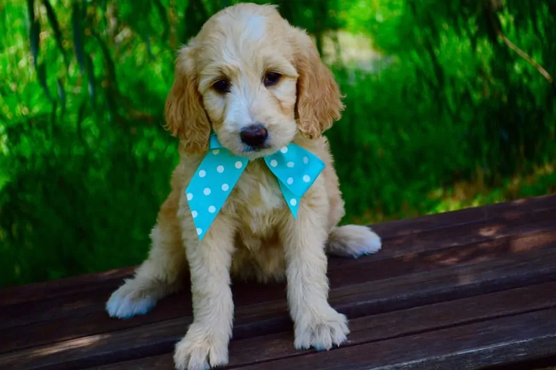 goldendoodle puppy barking