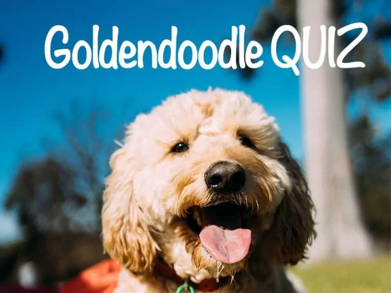 Expert Goldendoodle QUIZ – How Much Do You Really Know About the Goldendoodles?