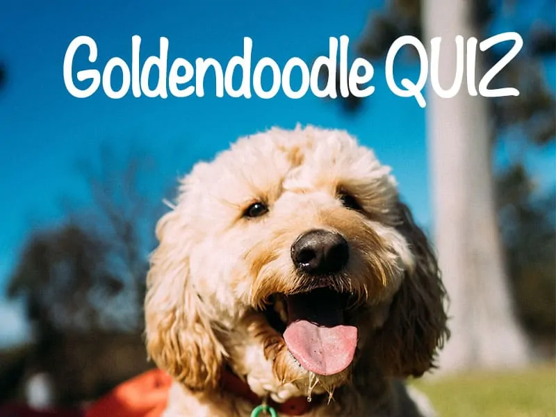 Goldendoodle trivia quiz