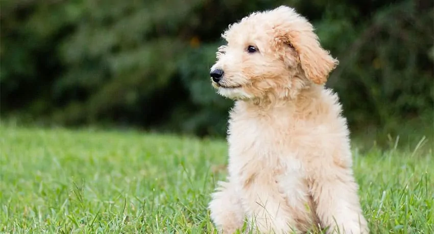 A Goldendoodle puppy