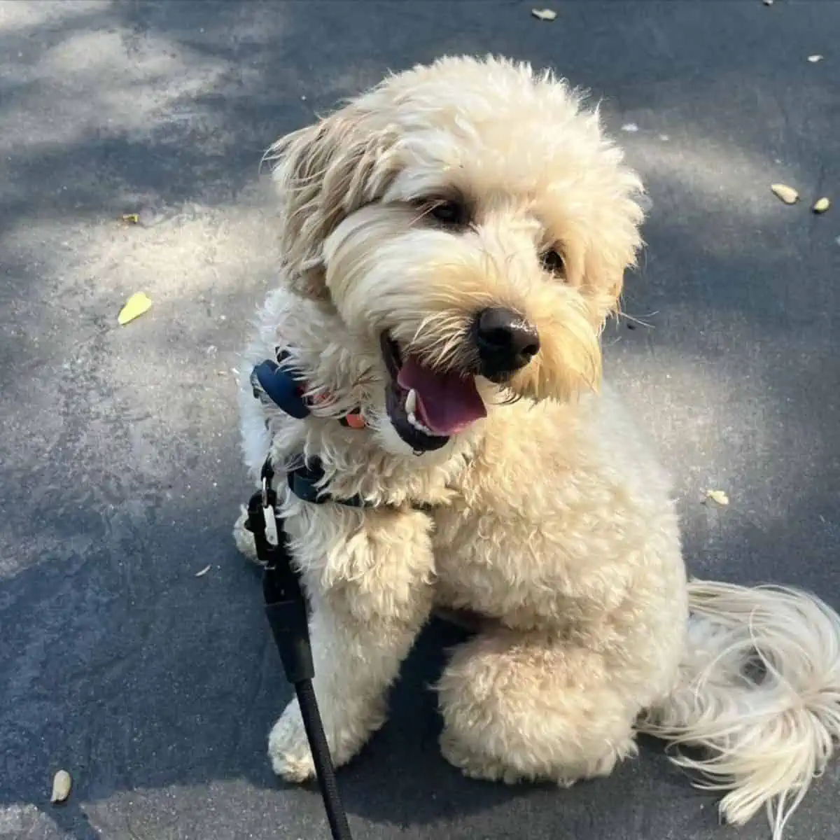 joyful Goldendoodle puppy