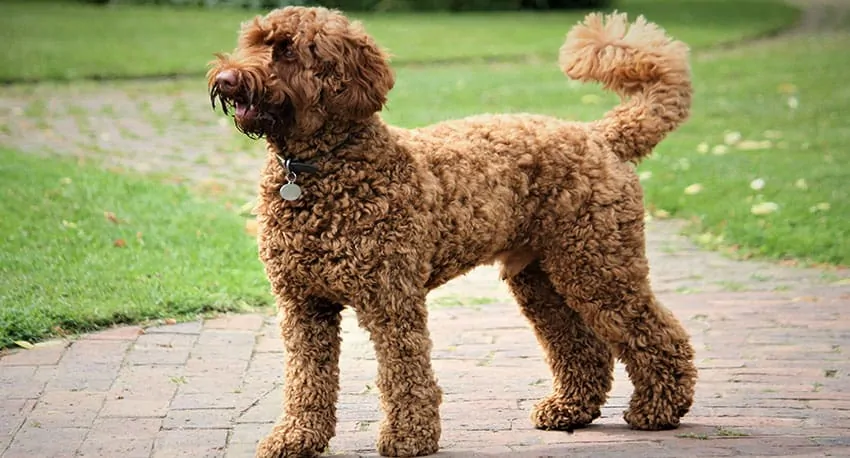 a chocolate labradoodle dog