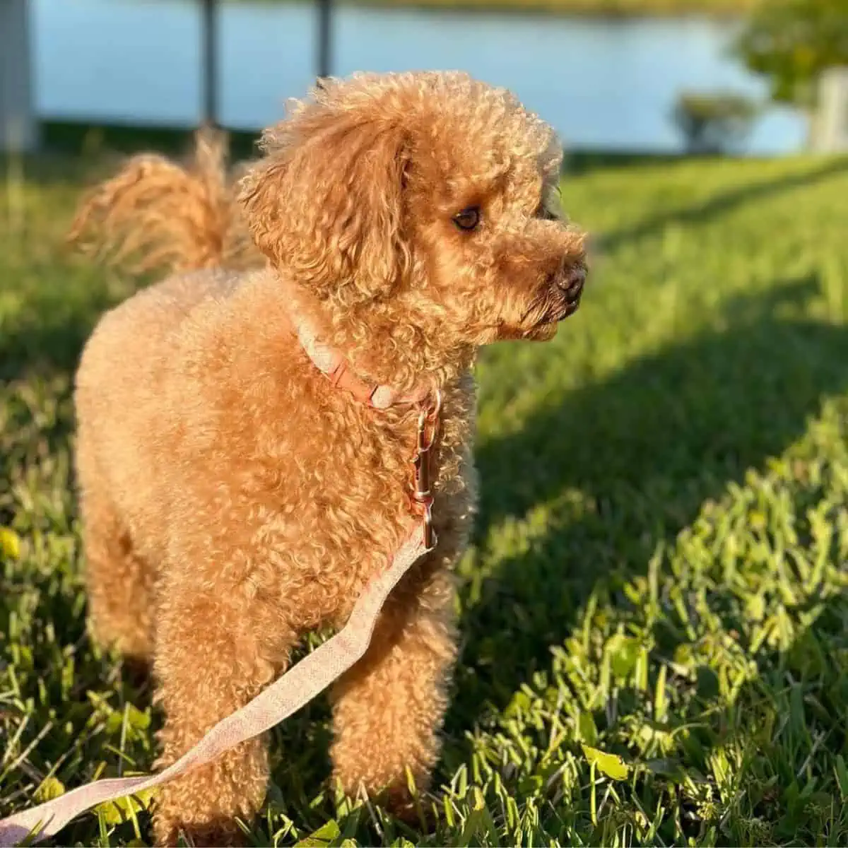 new collar and leash of Goldendoodle