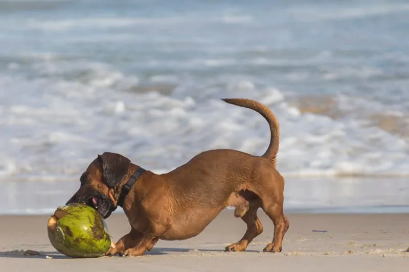 age of puppy for beach trip