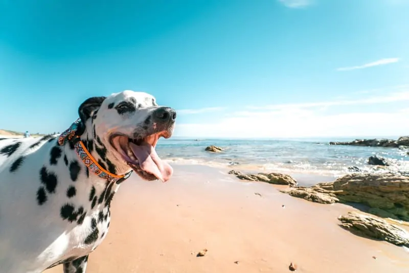 dog beach for puppies